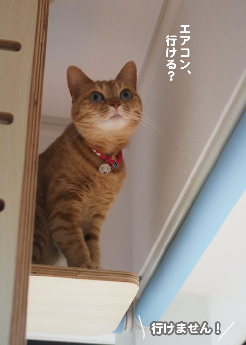 5日夕ブログ６