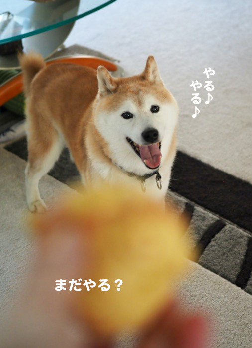 19日夕ブログ５