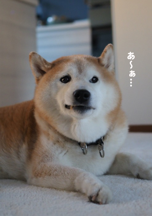12日夕ブログ１０