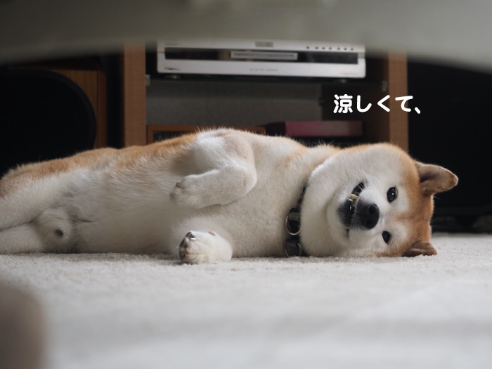 11日夕ブログ３