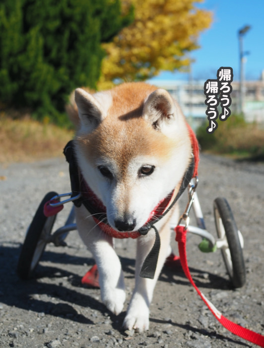 27日夕ブログ６