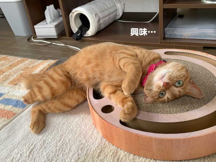 19日夕ブログ７
