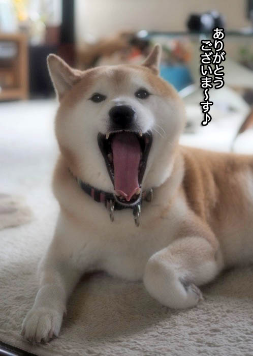 17日夕ブログ２
