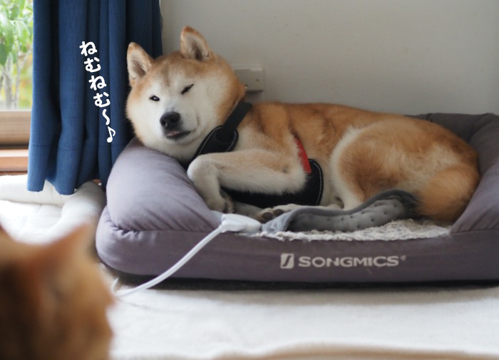 13日夕ブログ３