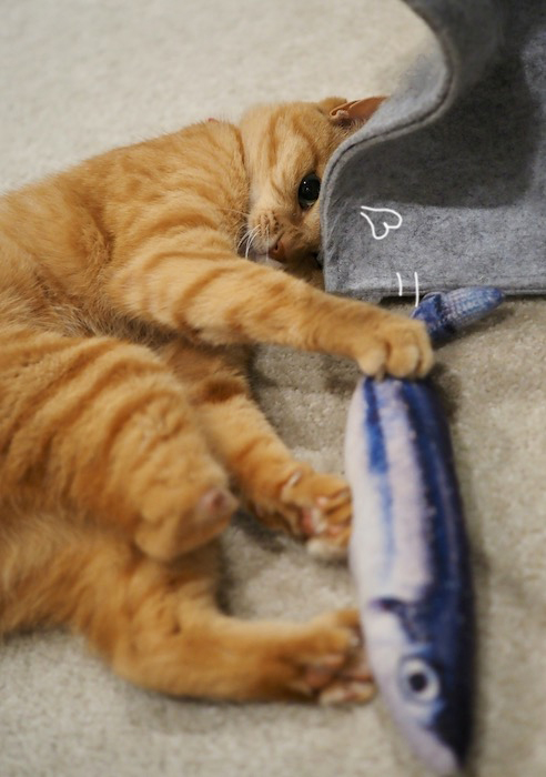 13日夕ブログ３