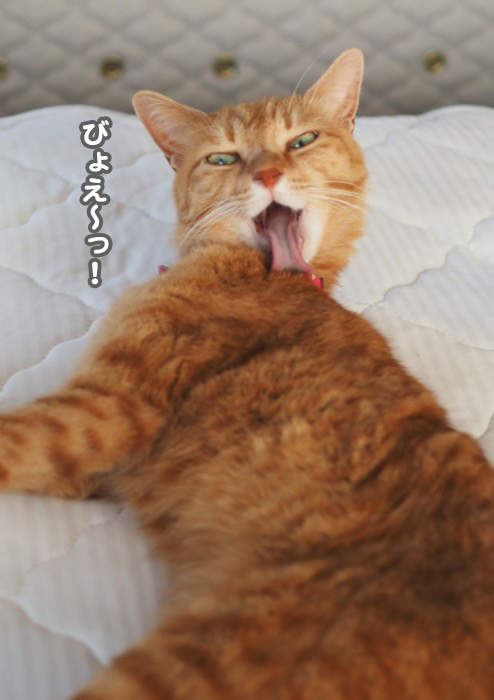 13日夕ブログ6