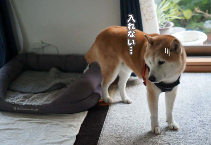 15日夜ブログ6