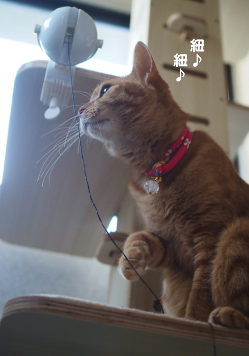17日夕ブログ7