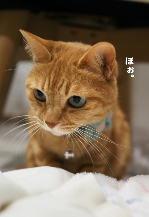 16日夕ブログ３