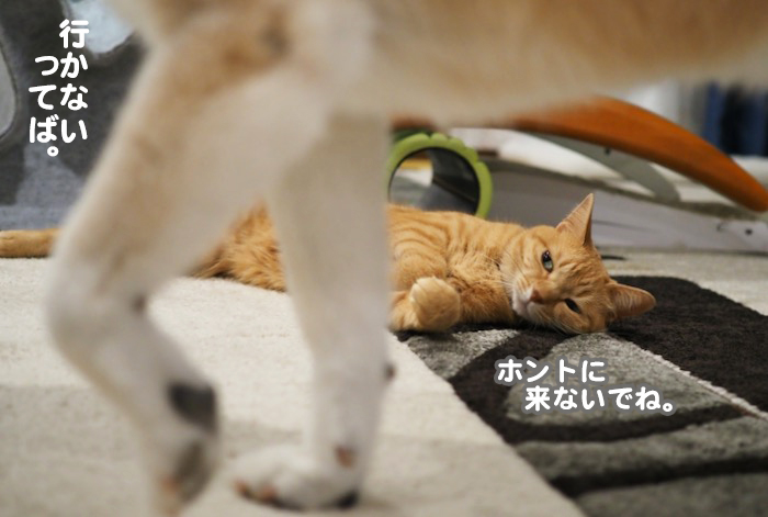 12日夕ブログ６