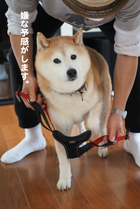 8日夕ブログ３