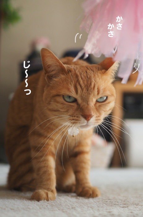 12日夕ブログ５