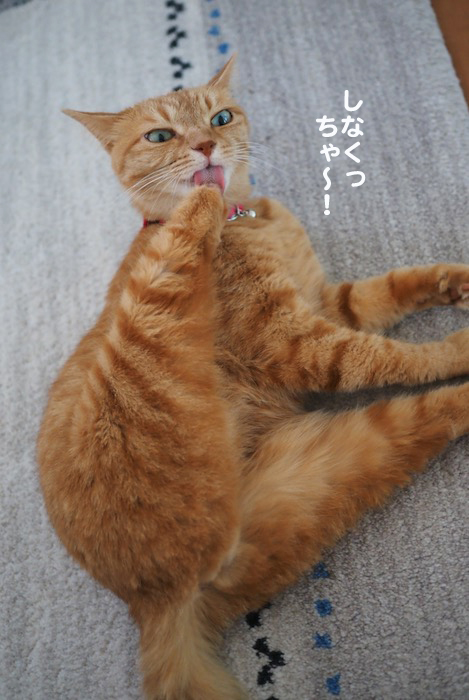 4日夕ブログ５
