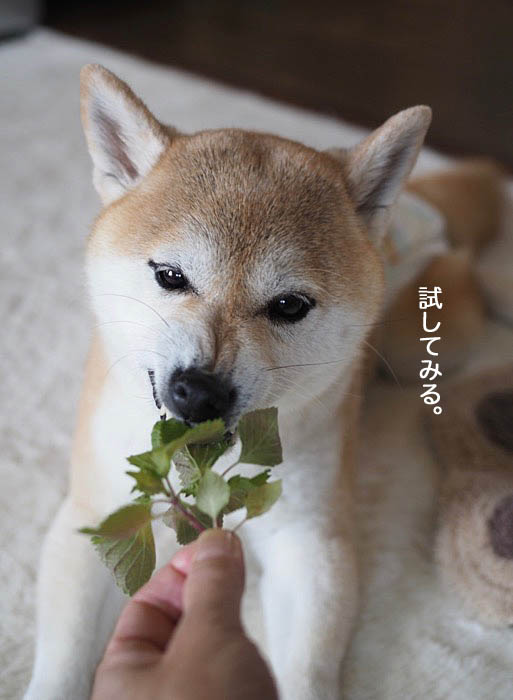 30日ブログ7
