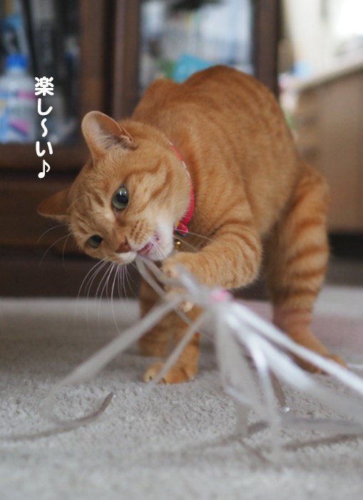 19日夕ブログ７