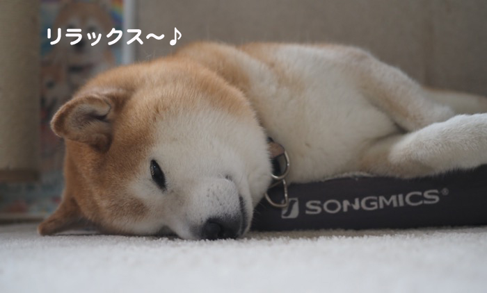 20日夕ブログ２