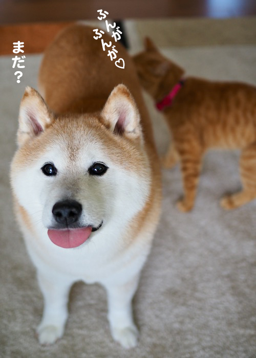 14日夕ブログ８