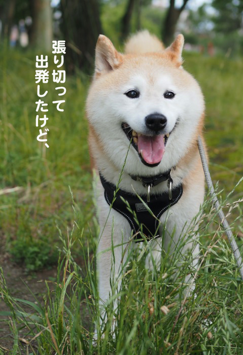 29日夕ブログ５