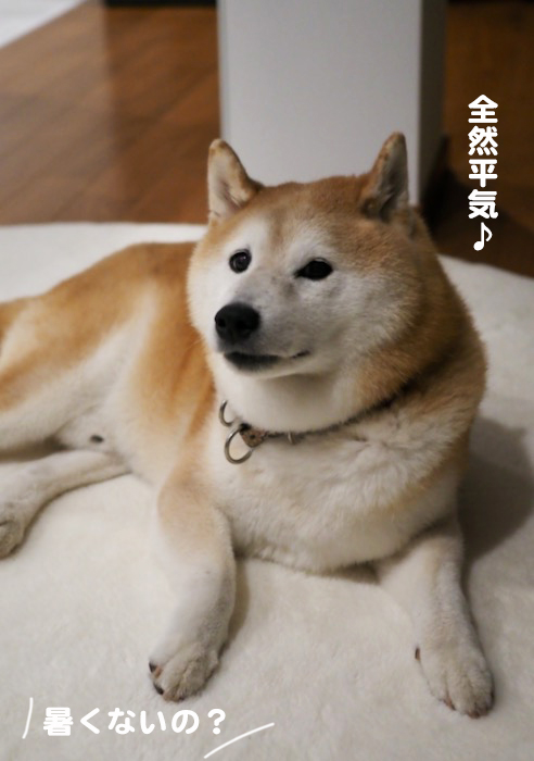 20日夕ブログ５