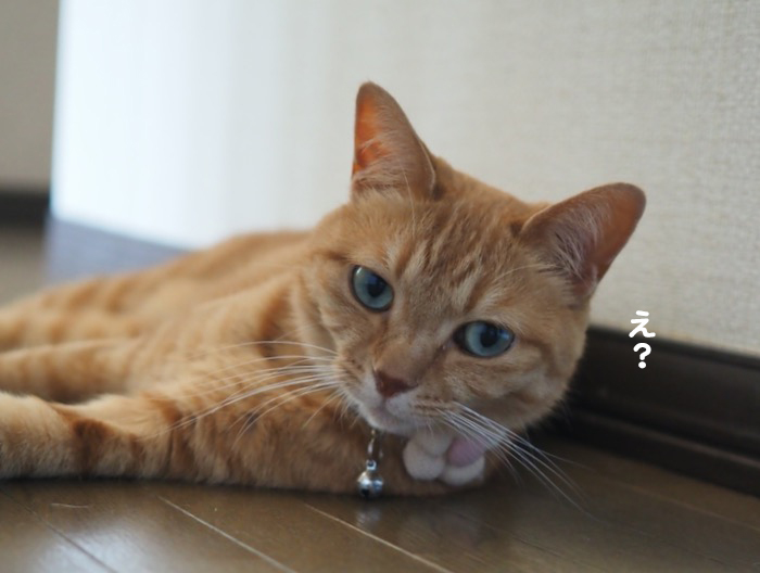 4日夕ブログ３