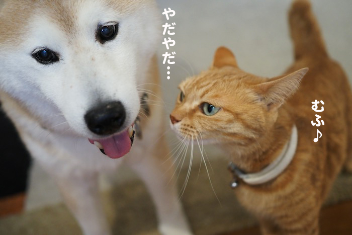 3日夕ブログ６