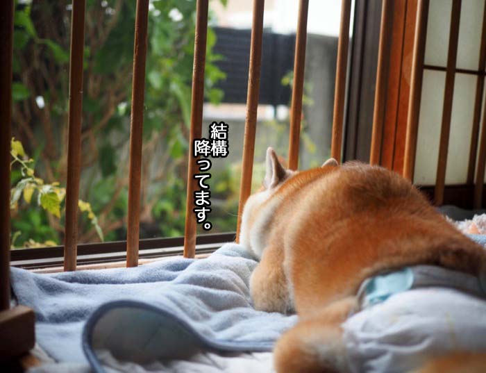 13日ブログ２