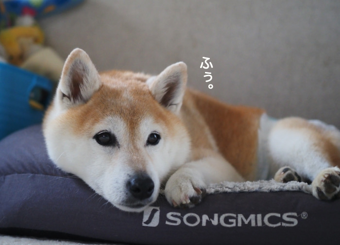19日夕ブログ８