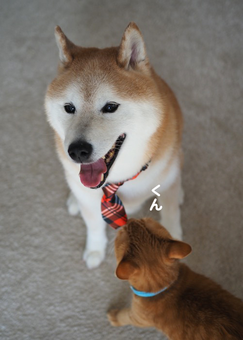 18日夕ブログ２