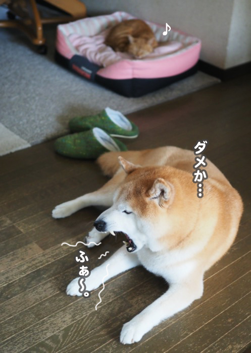 21日夕ブログ７
