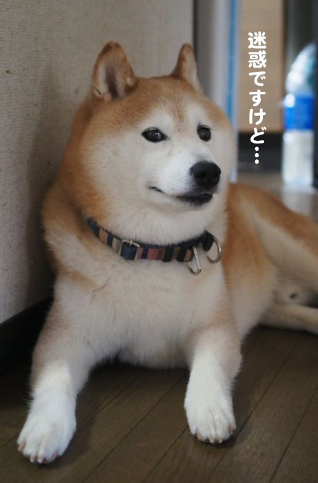 24日夕ブログ６