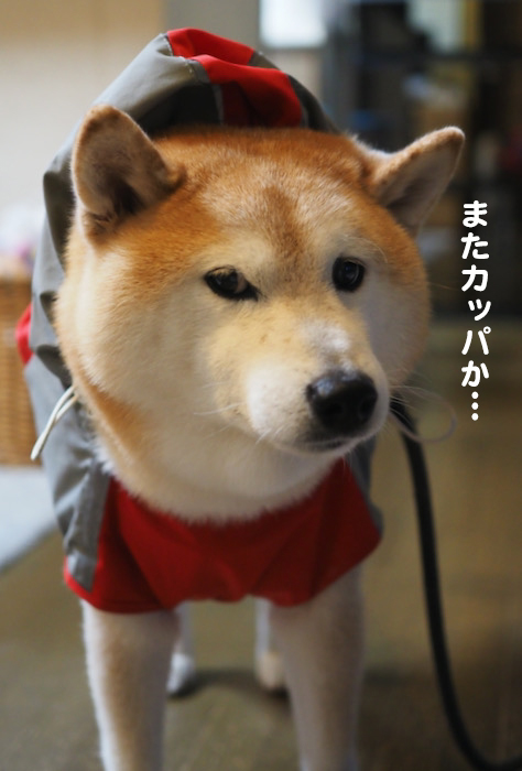 9日夕ブログ６