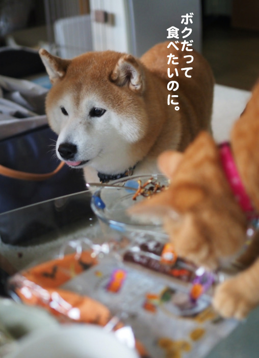26日ブログ９