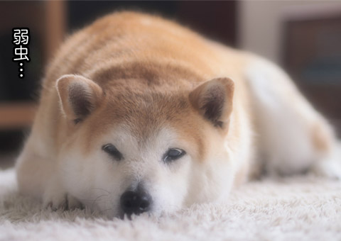 21日ブログ8.jpg
