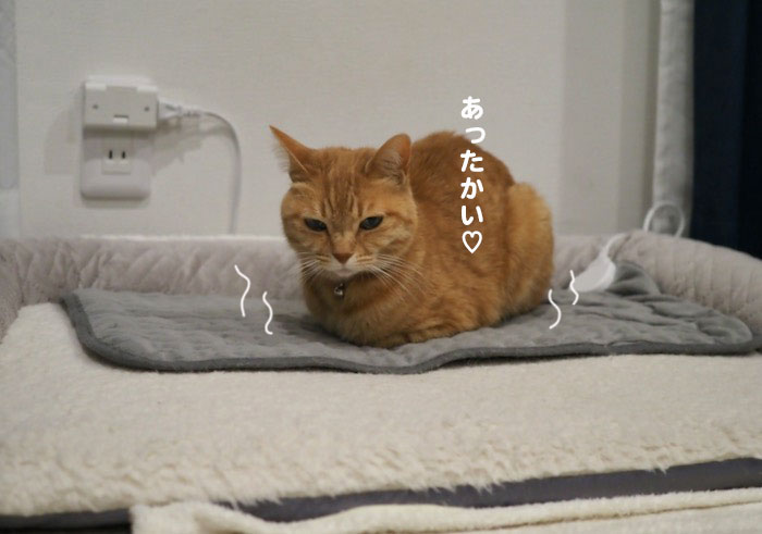 13日夕ブログ４