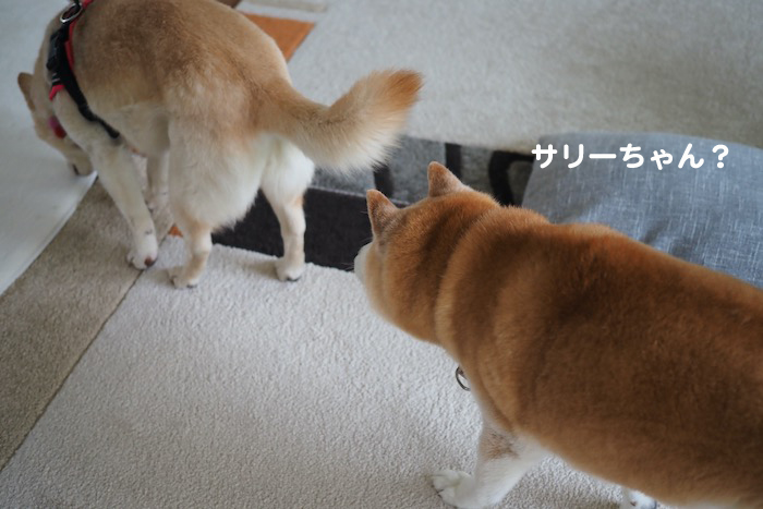 15日夕ブログ３