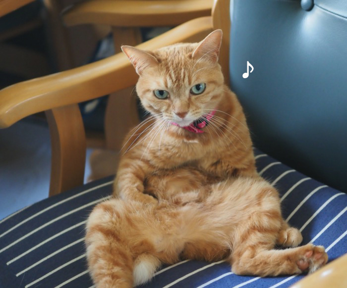 猫って“おっさん”みたいな格好するよね（笑）♪ : 湘南凸凹柴WAN
