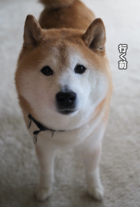 4日夕ブログ4