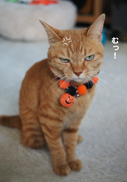 4日夕ブログ５