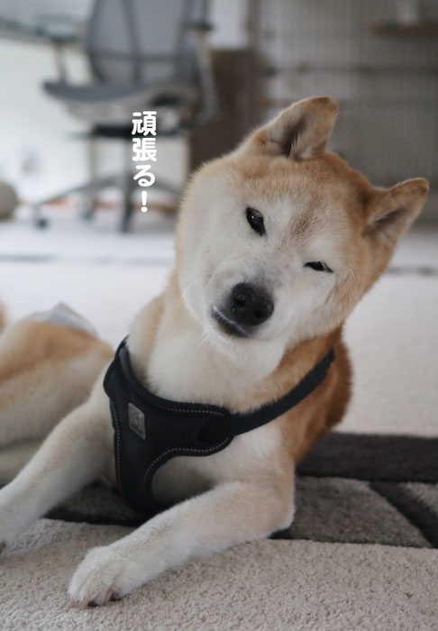 13日夕ブログ５