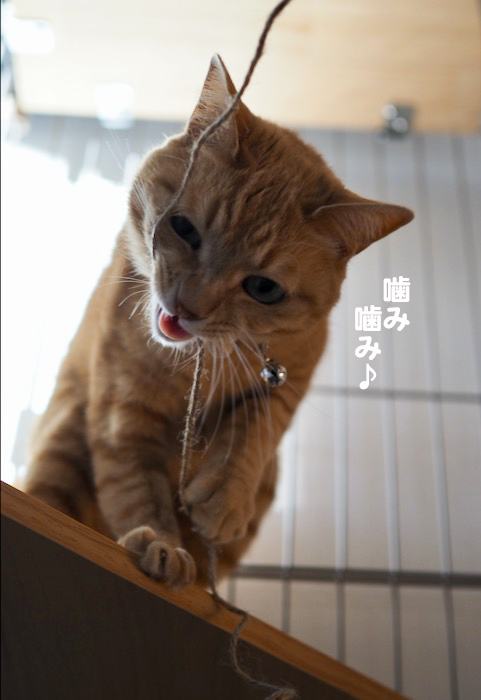4日夕ブログ６