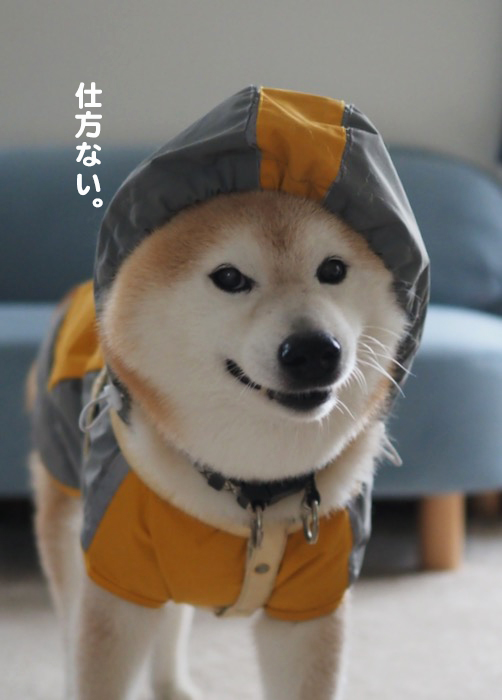 28日夕ブログ３