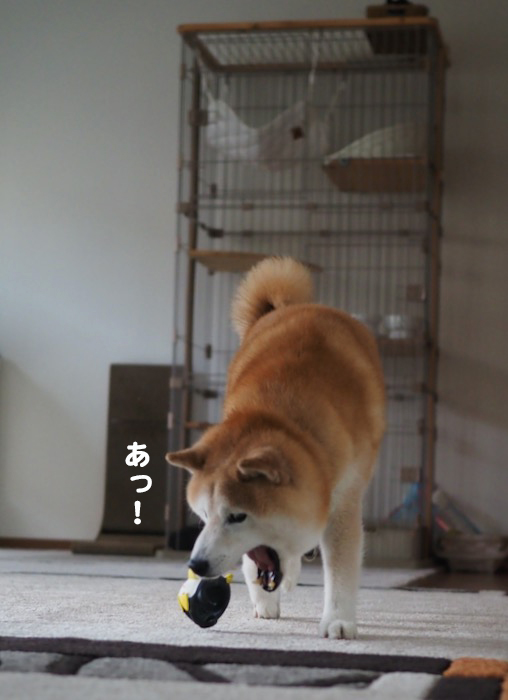 28日夕ブログ５