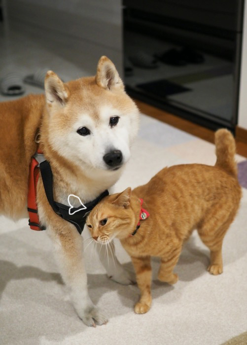 31日夕ブログ３