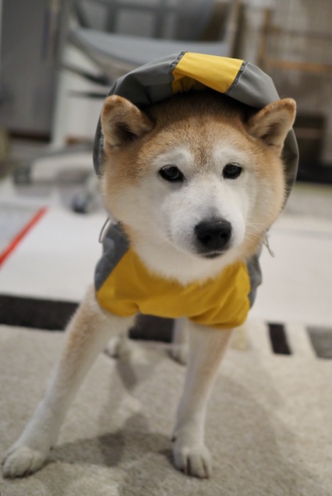 6日夕用３