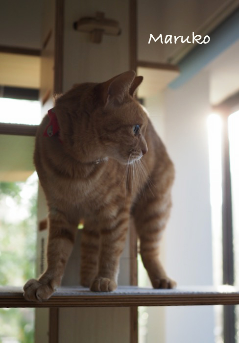 13日ブログ２