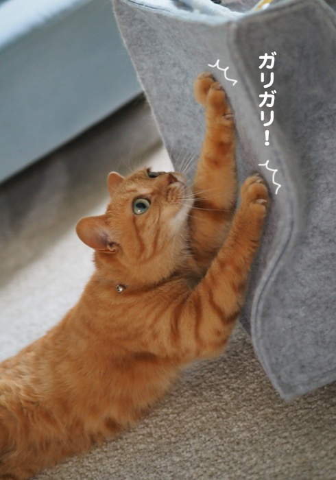 11日夕ブログ6