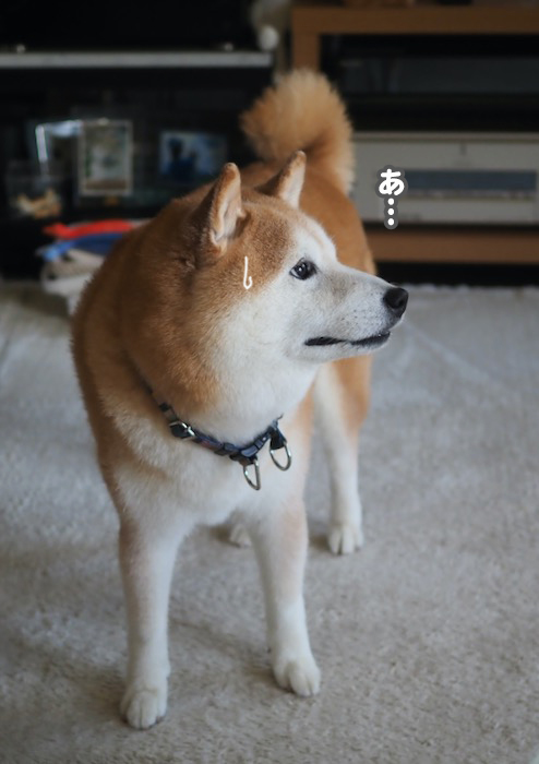 4日夕ブログ３