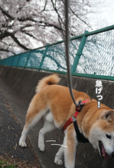 30日夕ブログ６