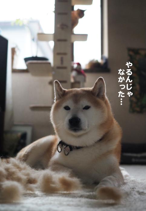 21日夕ブログ８