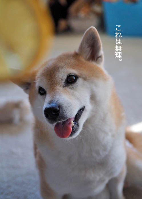 21日夜ブログ１１